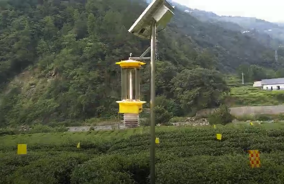 出口歐盟茶園都用上了云飛自清蟲(chóng)殺蟲(chóng)燈