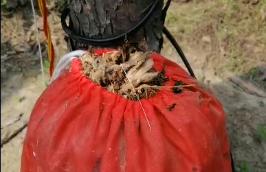 6天的殺蟲(chóng)效果， 這一大袋子的害蟲(chóng)把客戶(hù)都驚呆