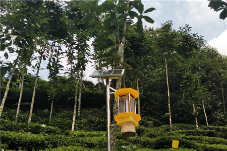 自動(dòng)清蟲殺蟲燈