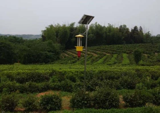 茶園風(fēng)吸式殺蟲(chóng)燈