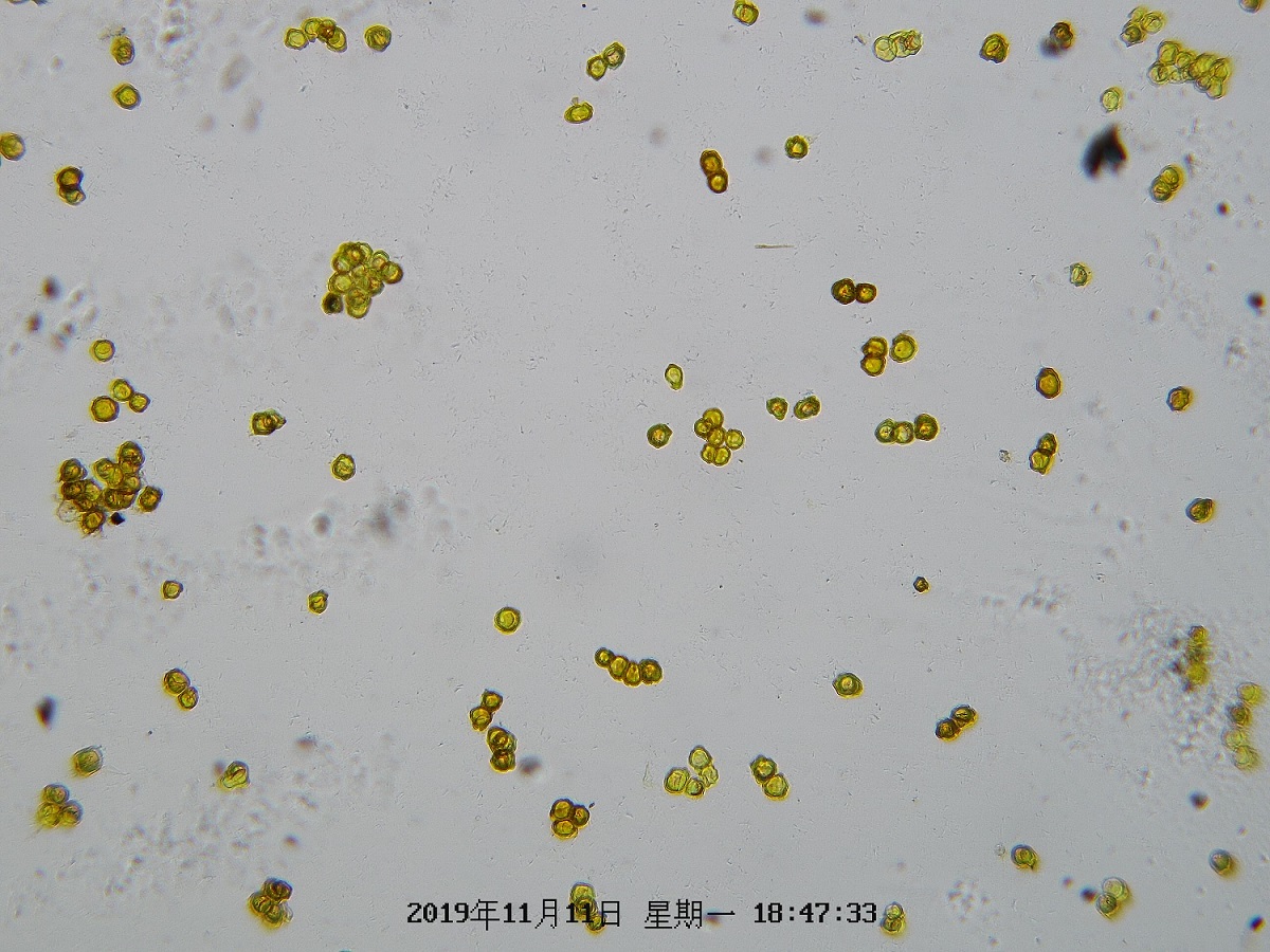 物聯網孢子捕捉儀